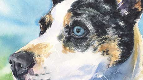 Australian Cattle Dog Art
