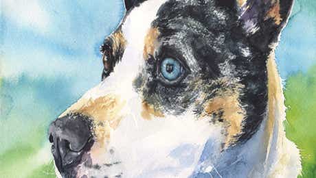 Australian Cattle Dog Art