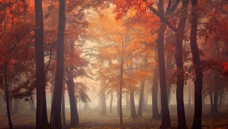 Autumn Art