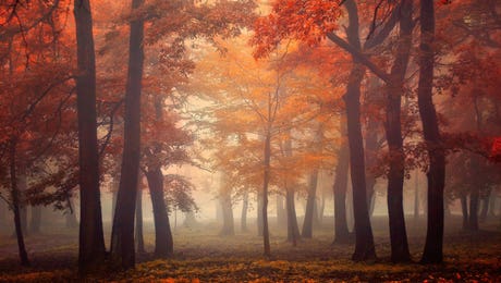 Autumn Art
