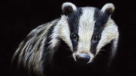 Badger Art