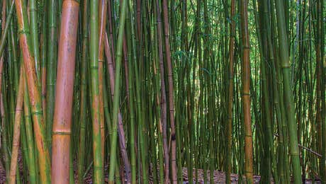 Bamboo Art