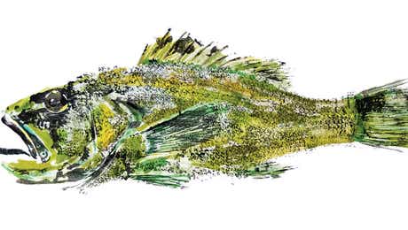 Bass Art