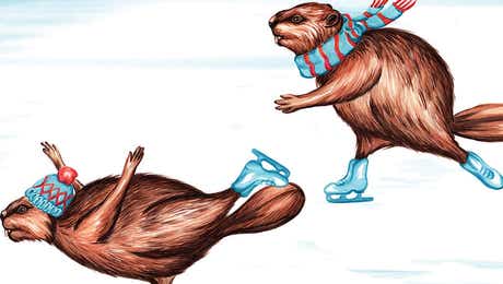 Beavers