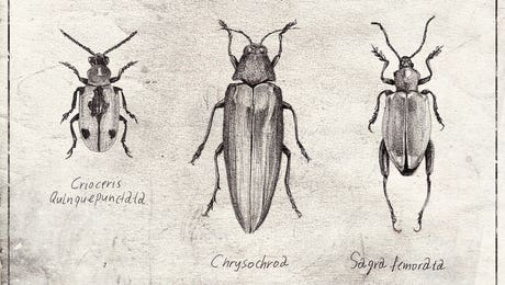 Beetles Art