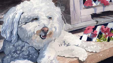Bichon Frise Art