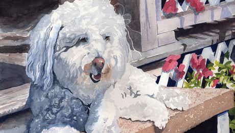 Bichon Frise Art