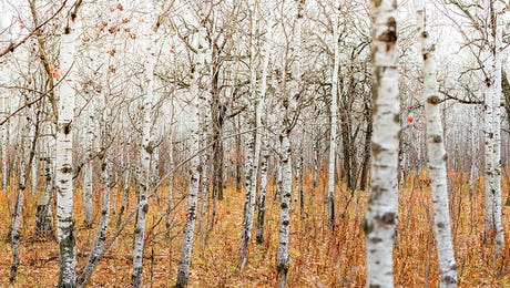 Birch Trees Hero