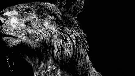 Black Bear Art