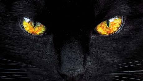 Black Cat Art