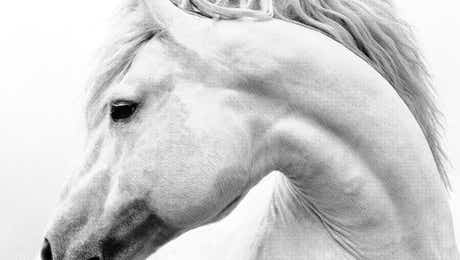 Black & White Animal Art