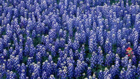 Bluebonnet Art