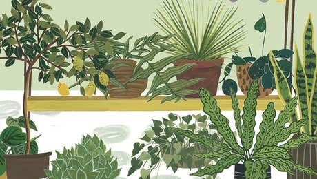 Botanical Illustrations