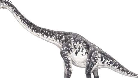 Brachiosaurus Art