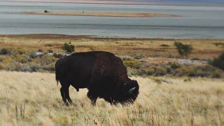 Bison & Buffalo Art