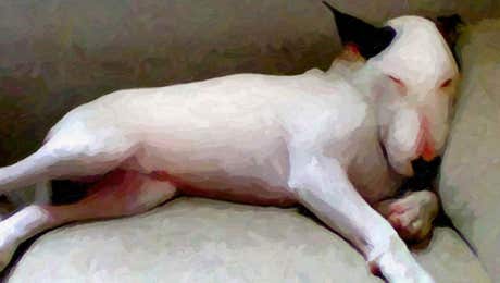 Bull Terrier Art