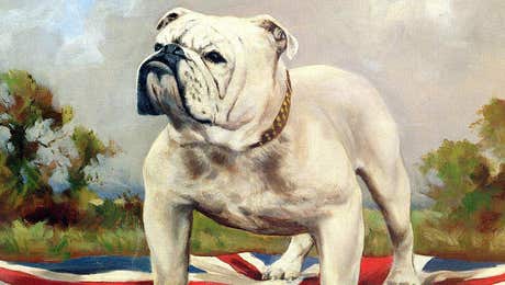 Bulldog Art