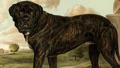 Bullmastiff Art