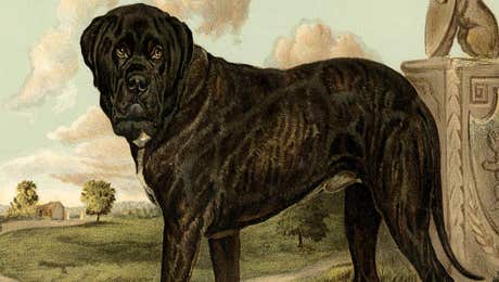 Bullmastiff Art