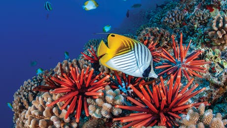 Butterfly Fish Art LP Hero