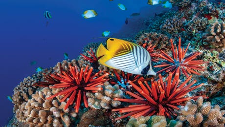 Butterfly Fish Art LP Hero