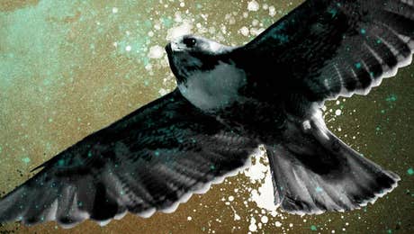 Buzzard & Hawk Art