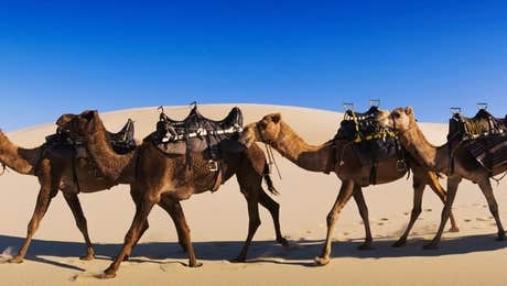Camel Art