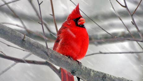 Cardinal Art