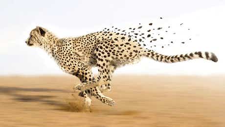 Cheetah Art