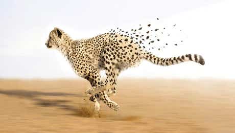 Cheetah Art