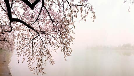 Cherry Blossom Art