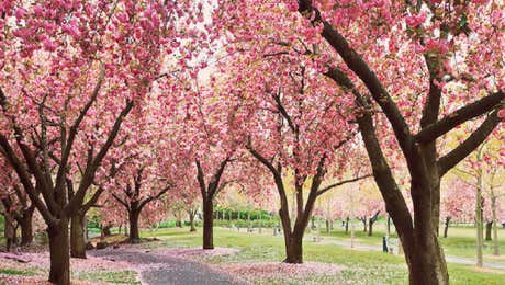 Cherry Tree Art