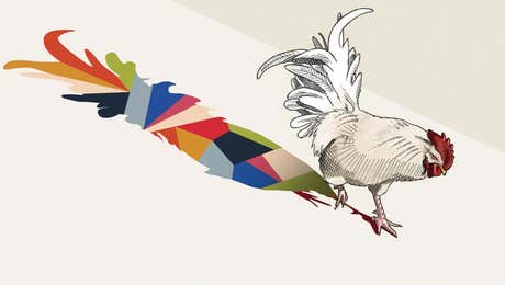 Chicken & Rooster Art