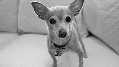 Chihuahua Art