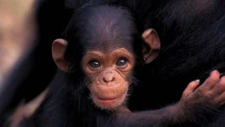 Chimpanzee Art