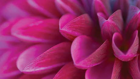 Chrysanthemum Art