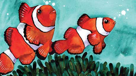 Clown Fish Art
