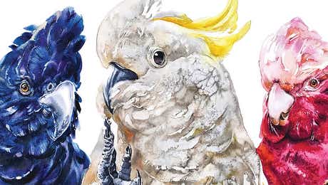 Cockatoo Art