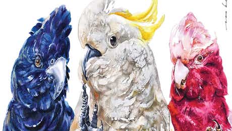 Cockatoo Art