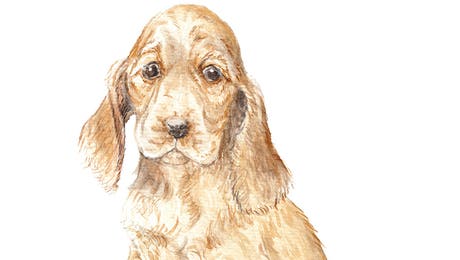 Cocker Spaniel Art