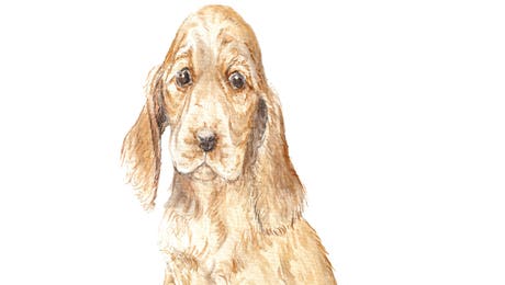 Cocker Spaniel Art