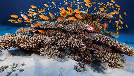 Coral Art