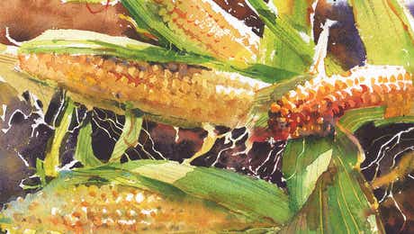 Corn Art