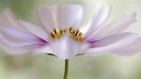 Cosmos Art