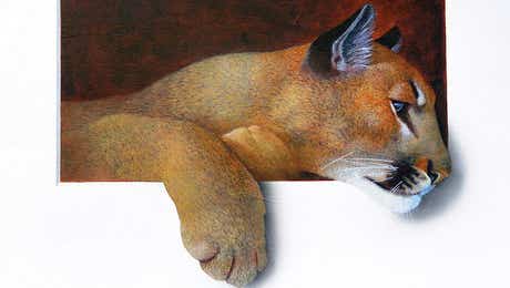Cougars