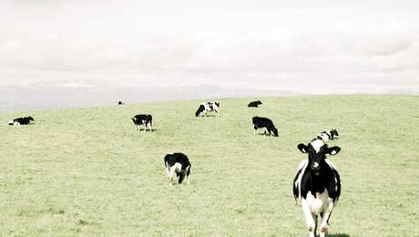 Cow Art