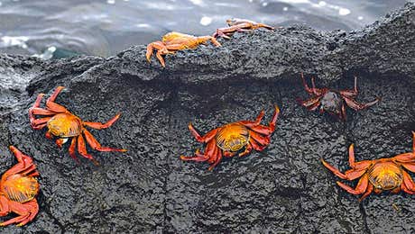 Crab Art
