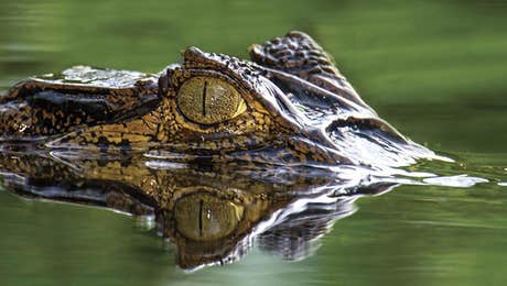 Crocodile & Alligator Art