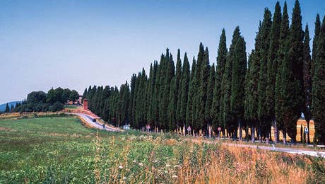 Cypress Tree Art