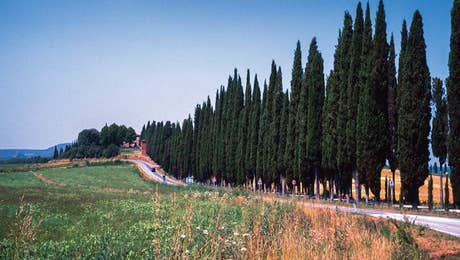 Cypress Tree Art